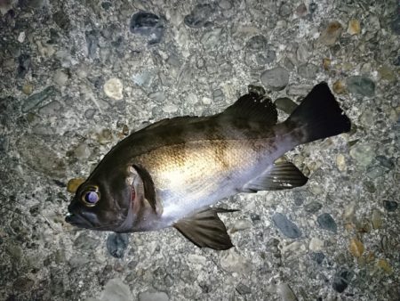 メバルパラダイス